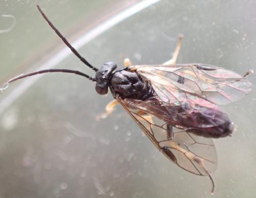 Réf. 314 911 : Nematinae inconnu